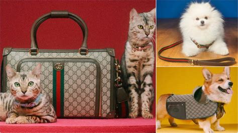 gucci pet limited edition groen